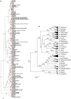 Evolutionary Roots and Diversification of the Genus Aeromonas